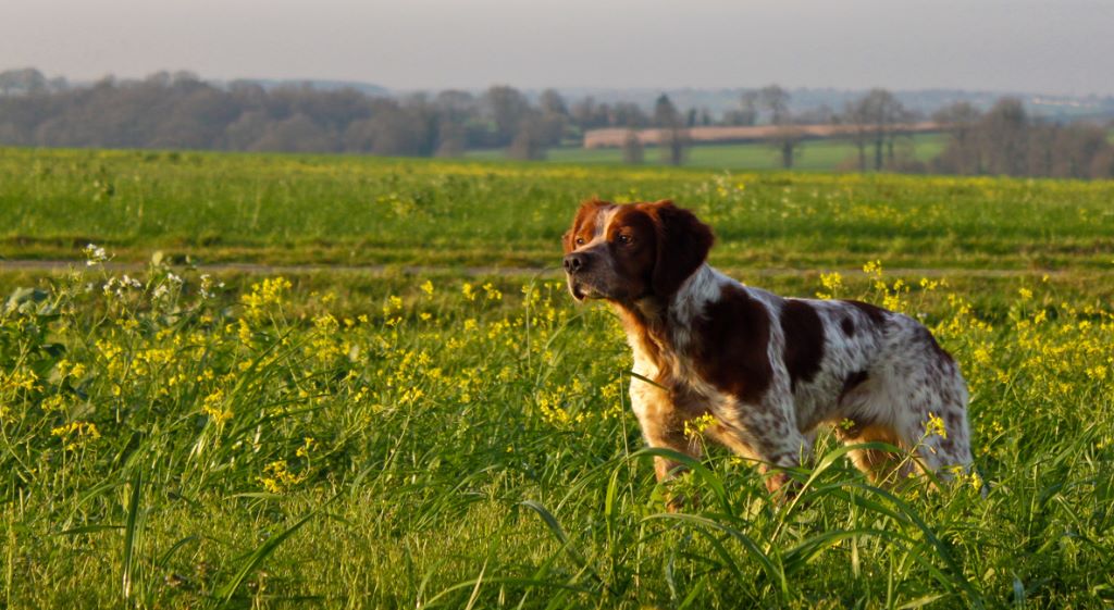 Du Clos Du Moulin Fleuri - Saillie le 27 avril 2018