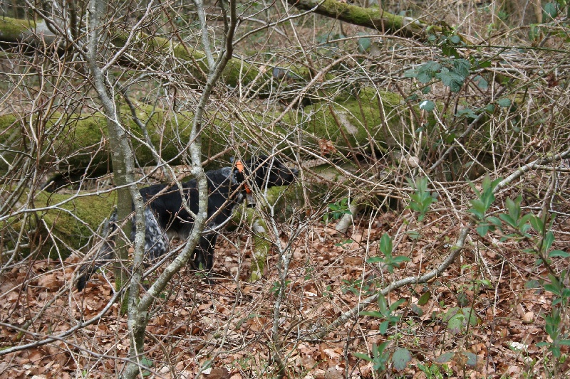 Gwene Du Clos Du Moulin Fleuri