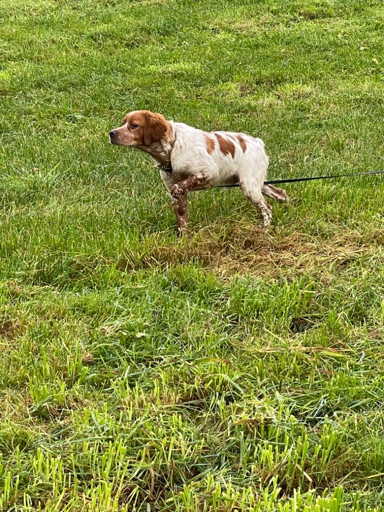 Du Clos Du Moulin Fleuri - Chiot disponible  - Epagneul Breton