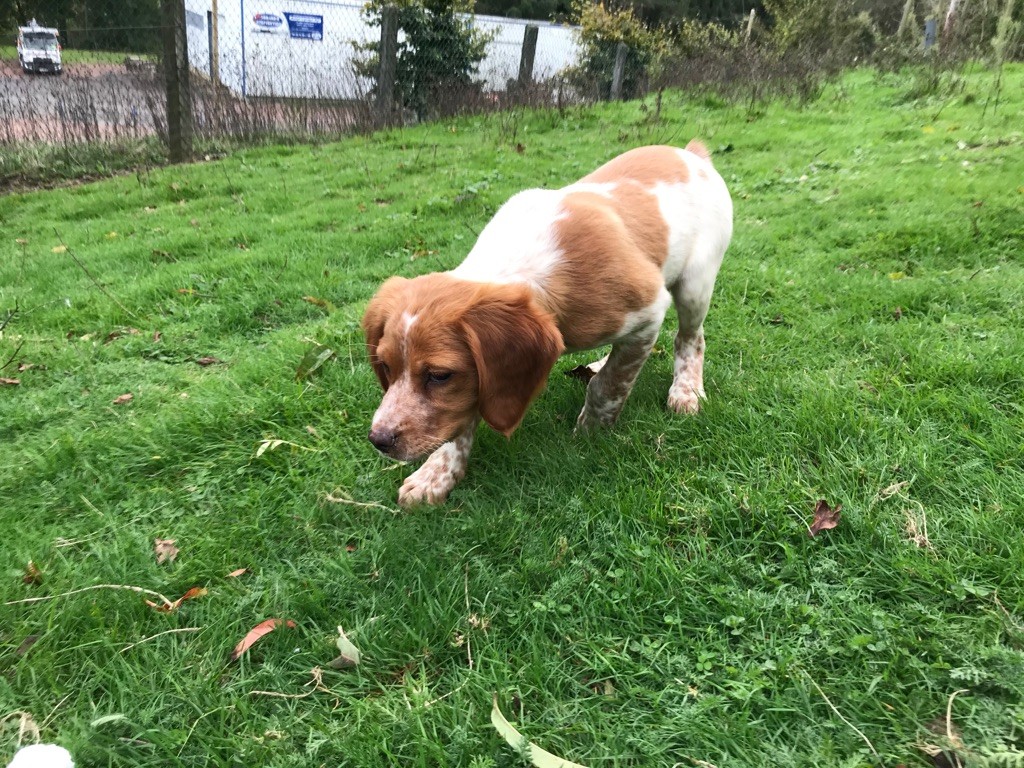 Du Clos Du Moulin Fleuri - Naissance de 6 chiots, portée cotée 8 points