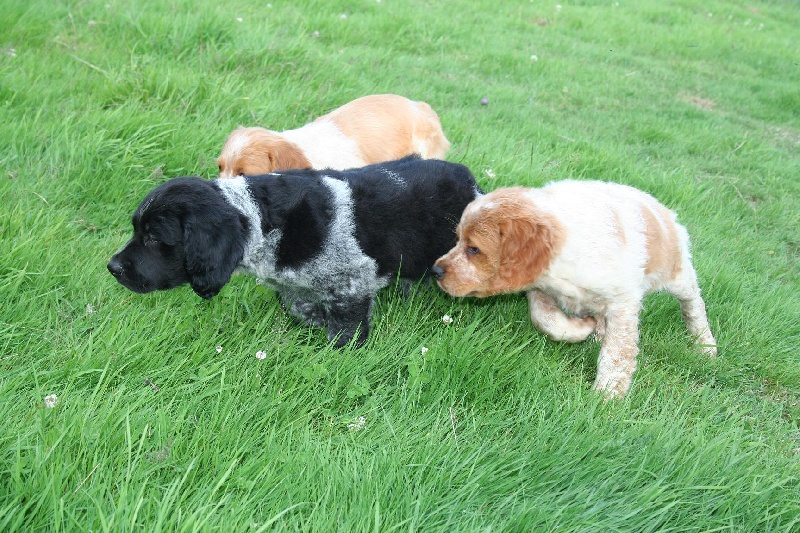 Les chiens Du Clos du Moulin Fleuri